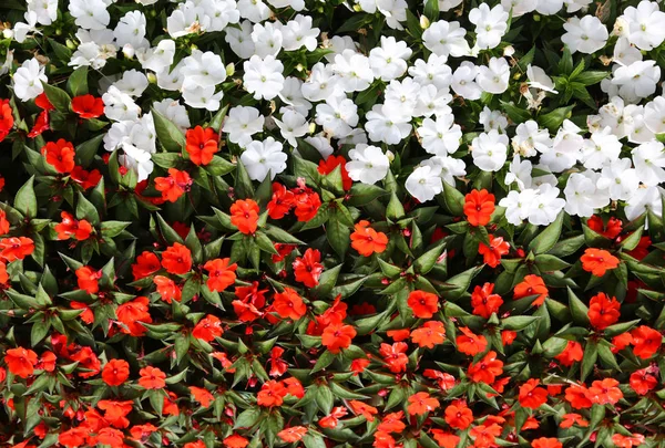 Fond de nombreuses petites fleurs blanches et rouges — Photo