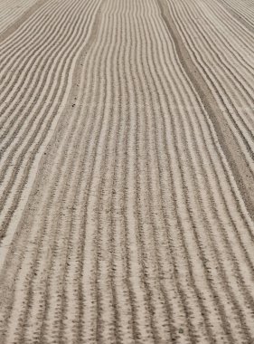 Toprakta büyüyen yeşil marul yoğun ekimi