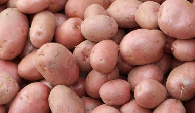 pek çok kırmızı patates çok değerli bir kalite