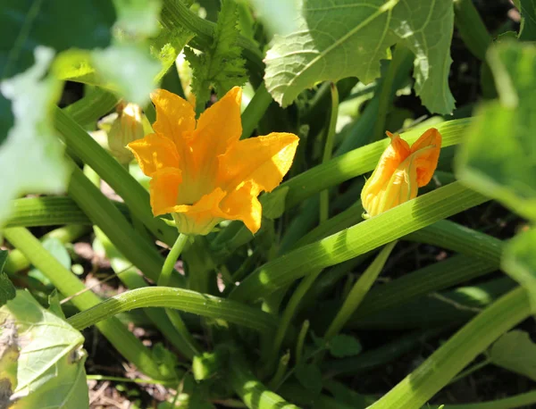 Flores de uma fábrica de courgette — Fotografia de Stock