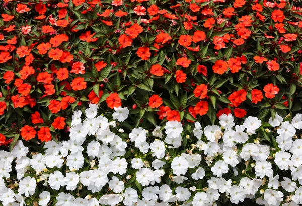 Sfondo floreale di molti piccoli fiori bianchi e rossi — Foto Stock