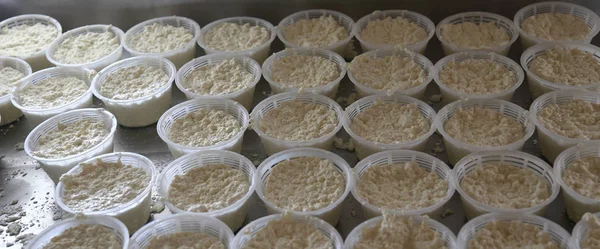 Many forms ricotta cheese in the family-run dairy farm — Stock Photo, Image