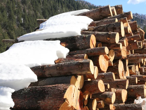 Baumstämme in den Bergen im Winter mit Schnee — Stockfoto