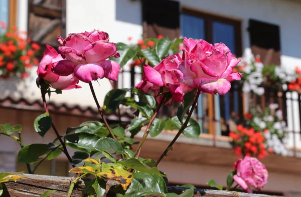 Pink rose blossom and the house with the flowered balcony — Stock Photo, Image