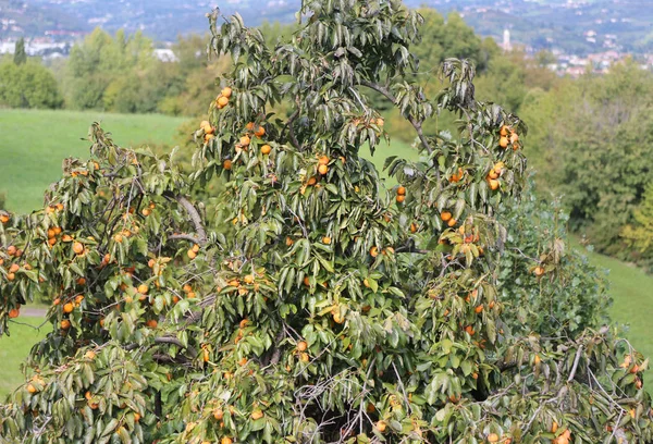 Tree with ripe persimmons on the hill in autumn — Stock Photo, Image
