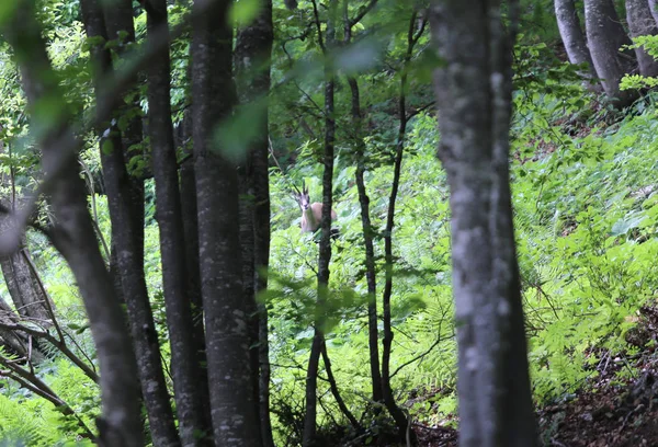Unga chamois i skogen — Stockfoto