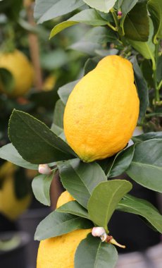 Sarı olgunlaşmış meyve ile limon bitki