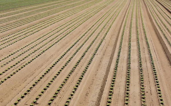 Intensive cultivation of lettuce growing in sandy soil — Stock Photo, Image