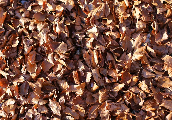 Fondo de las hojas de otoño en otoño —  Fotos de Stock