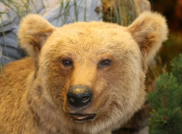 Muso di orso con orecchie dritte nel bosco — Foto Stock