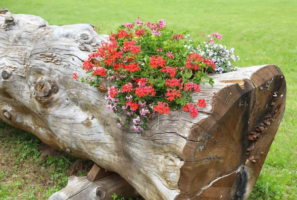 Hermosa maceta creada por un árbol hueco con flores y ge — Foto de Stock