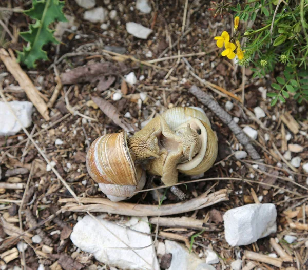 Acoplamento de dois grandes caracóis com conchas — Fotografia de Stock