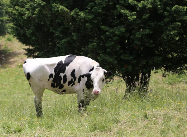 Mucca con pelo bianco con macchie nere al pascolo in montagna — Foto Stock