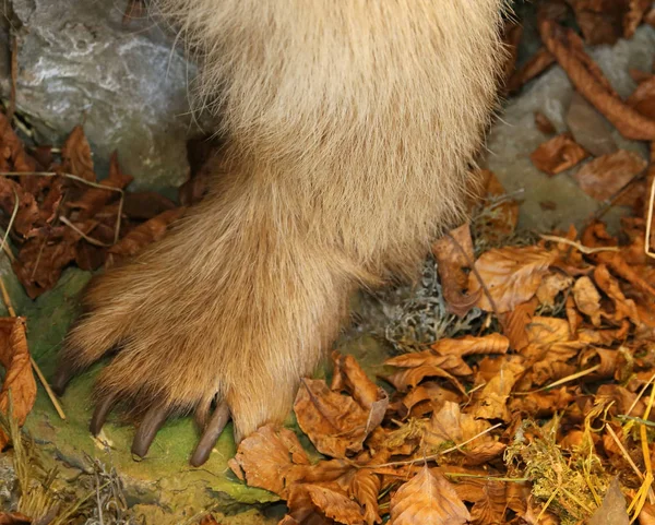 Grande pata de um urso na madeira de outono com longas e garras — Fotografia de Stock