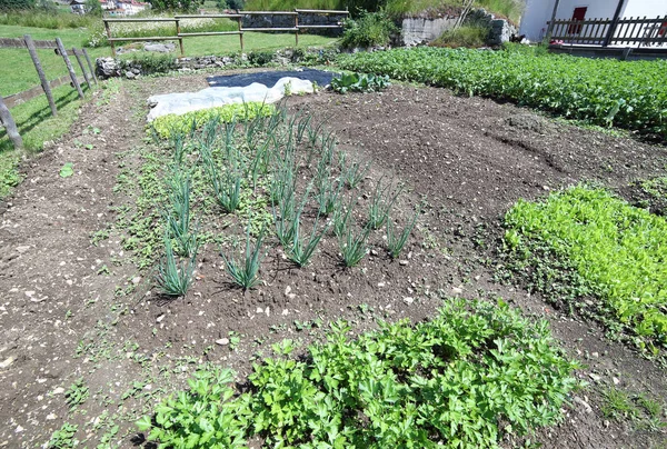 Картофель и лук и другие овощи в саду в июне в — стоковое фото