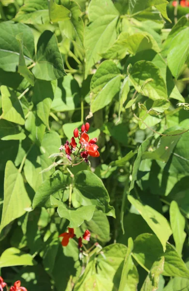 Röd blomma av en böna anläggning innan baljorna tillväxt — Stockfoto