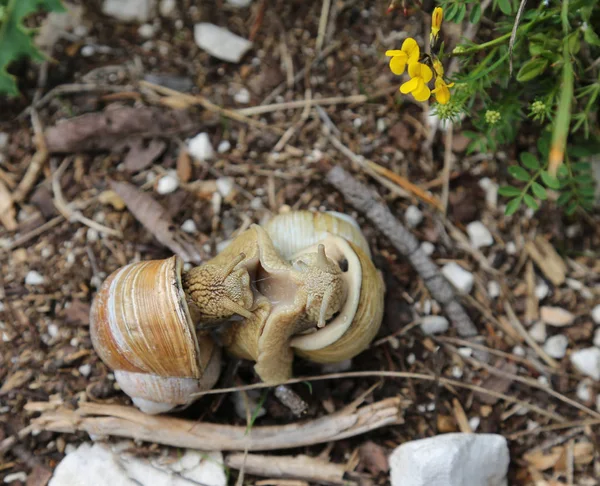 Dva šneci s shell p┼Öi spojky — Stock fotografie