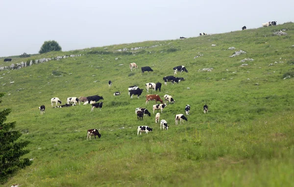 Tantas vacas y terneros pastando en el prado verde —  Fotos de Stock