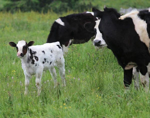 Ternero blanco vaca manchada negra pastando con madre —  Fotos de Stock