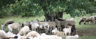 büyük ağacın altında ormandaki koyun ile akın