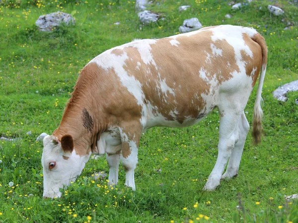 Mucca con pelo marrone e bianco al pascolo in montagna — Foto Stock