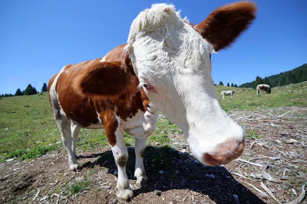 Nieuwsgierig koe in de bergen met een visooglens hebt gefotografeerd — Stockfoto