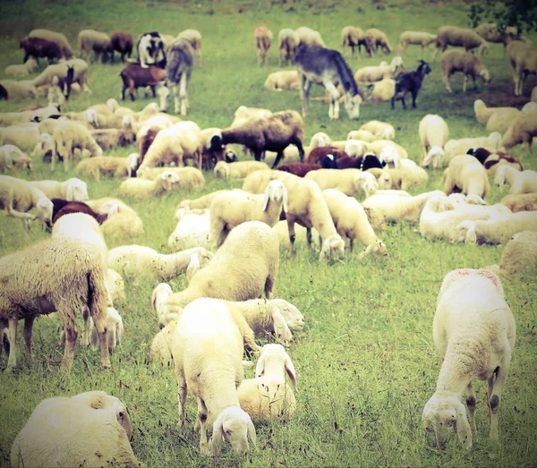 Flock med många får med lamm som betar i det höga berget mig — Stockfoto
