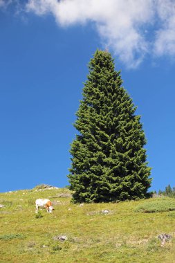 dağ manzarası ile otlatma inek ve büyük yeşil çam