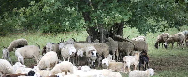 Flock med får i skogen under det stora trädet — Stockfoto