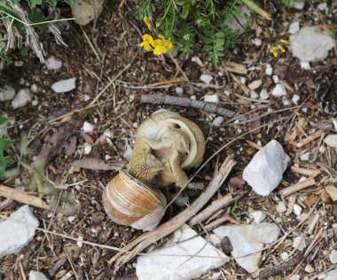 sevgi dolu sezonunda iki salyangoz