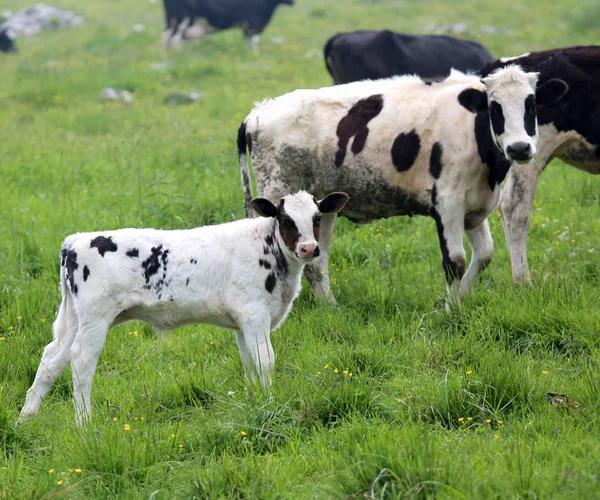 Blanco negro ternera pastoreo con vaca mamá —  Fotos de Stock