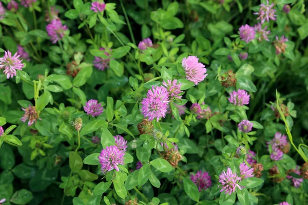 Clover växter med lila blommor — Stockfoto