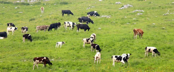 Vacas y terneros pastando en el prado en las montañas —  Fotos de Stock