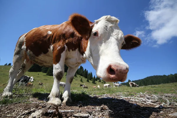 Vaca curiosa en las montañas fotografiada con lente de ojo de pez — Foto de Stock