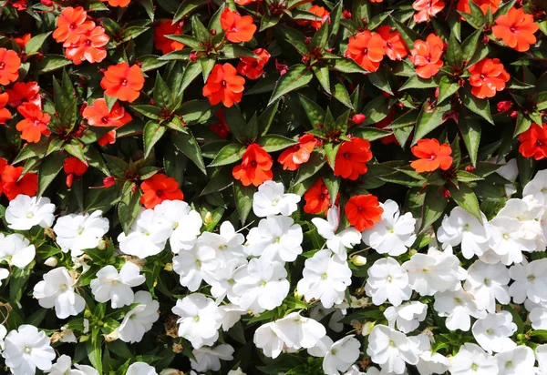 A kis fehér és piros virág virág háttér — Stock Fotó
