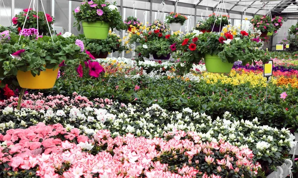 Serre avec beaucoup de pots de fleurs fleuri en gros — Photo