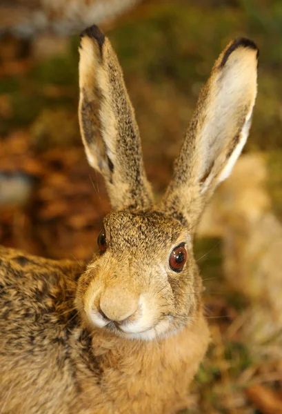 가 긴 귀 토끼 — 스톡 사진
