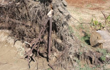sonra kasırga rüzgar tarafından sökülüp bir ağaç köklerinin