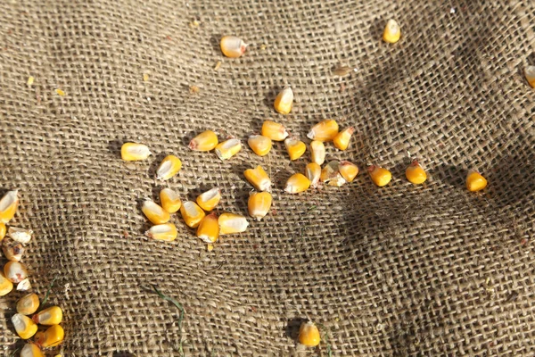 Ruwe achtergrond met jute zak en maïs zaden — Stockfoto