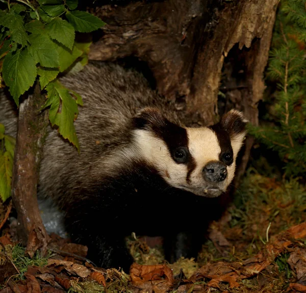 Skunk som kommer ut ur sitt gömställe efter håglöshet — Stockfoto