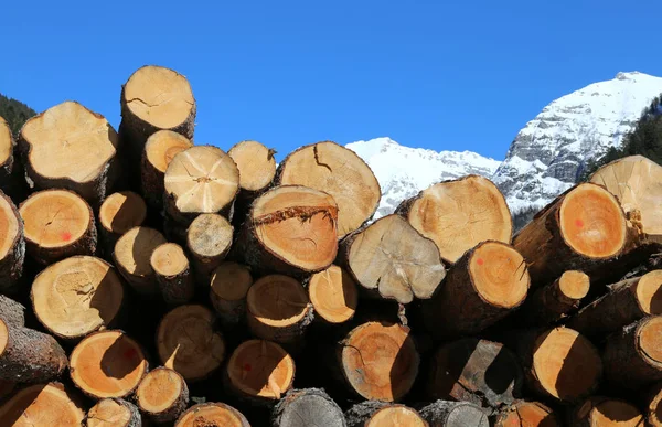Woodpile of logs cut by loggers in the mountains — Stock Photo, Image