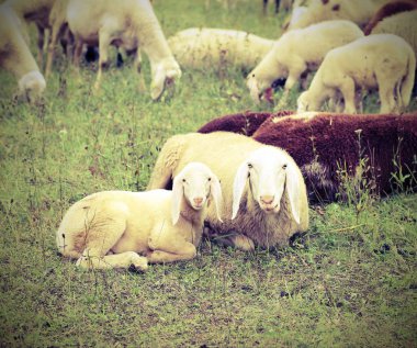 sürünün ortasında annesiyle AMB