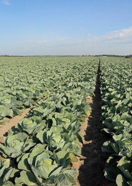 Olgun çok kumlu s ile çok verimli bir alan içinde yeşil lahana