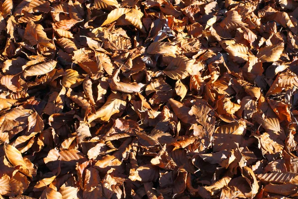 Фон багатьох висушених осінніх листя — стокове фото