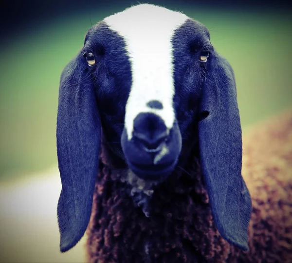 Επικεφαλής της ένα πρόβατο με μακριά αυτιά — Φωτογραφία Αρχείου