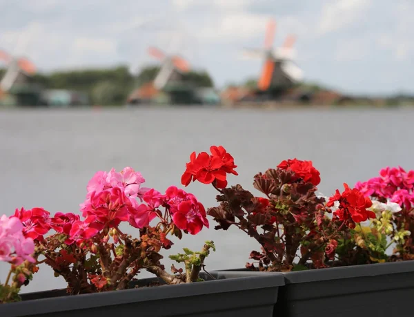 Blommor och i bakgrunden kanalen och väderkvarn — Stockfoto