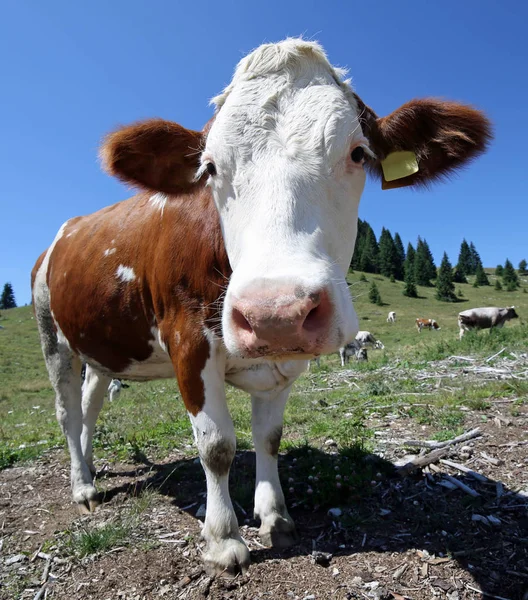 Koe in de bergen met een visooglens hebt gefotografeerd — Stockfoto