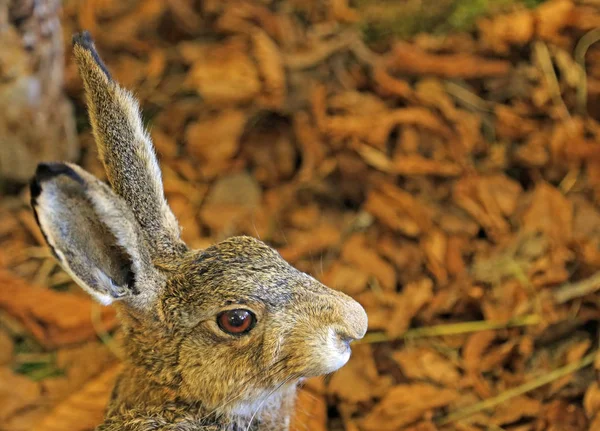 Lièvre aux oreilles en automne — Photo