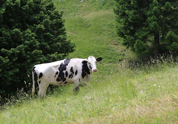 Jedna krowa w góry — Zdjęcie stockowe