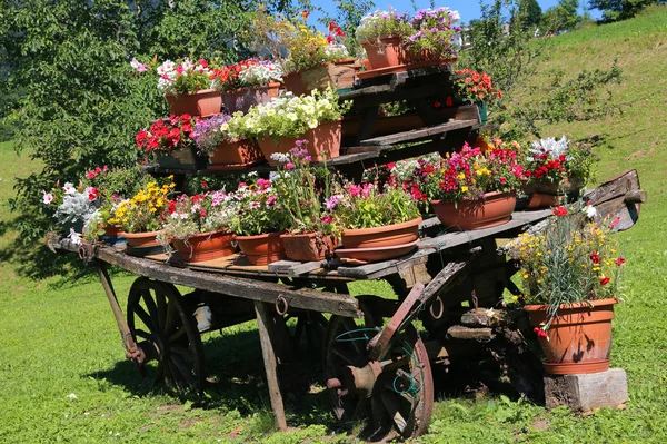 Carrinho de madeira velha com vasos de flores — Fotografia de Stock